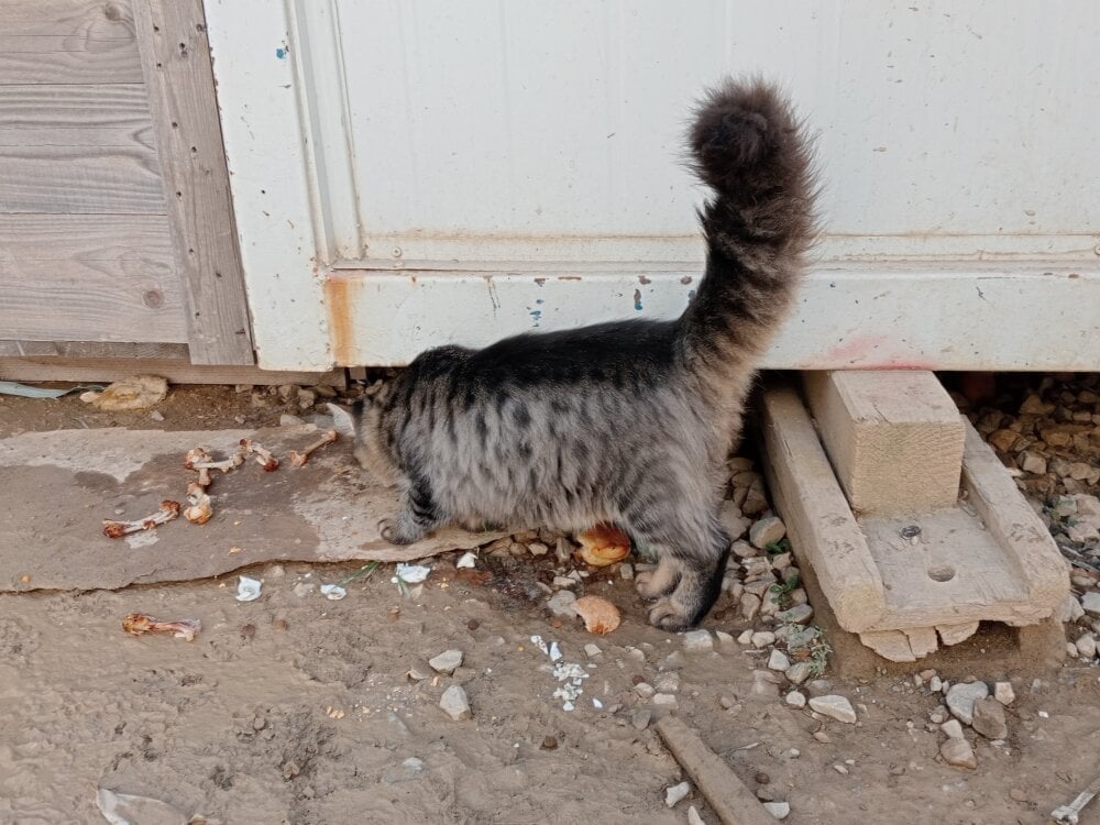 Bigcock_turk Chatroom