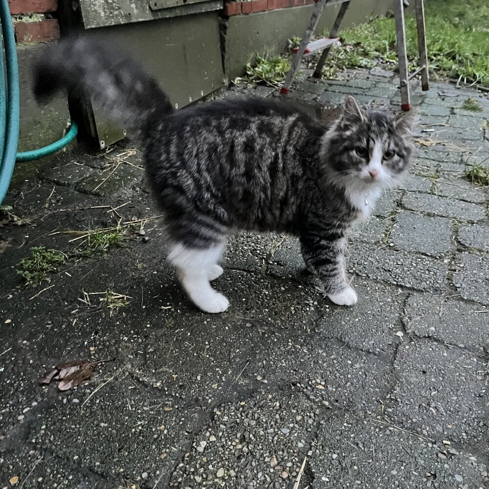 Bigcurvedleftside Chatroom