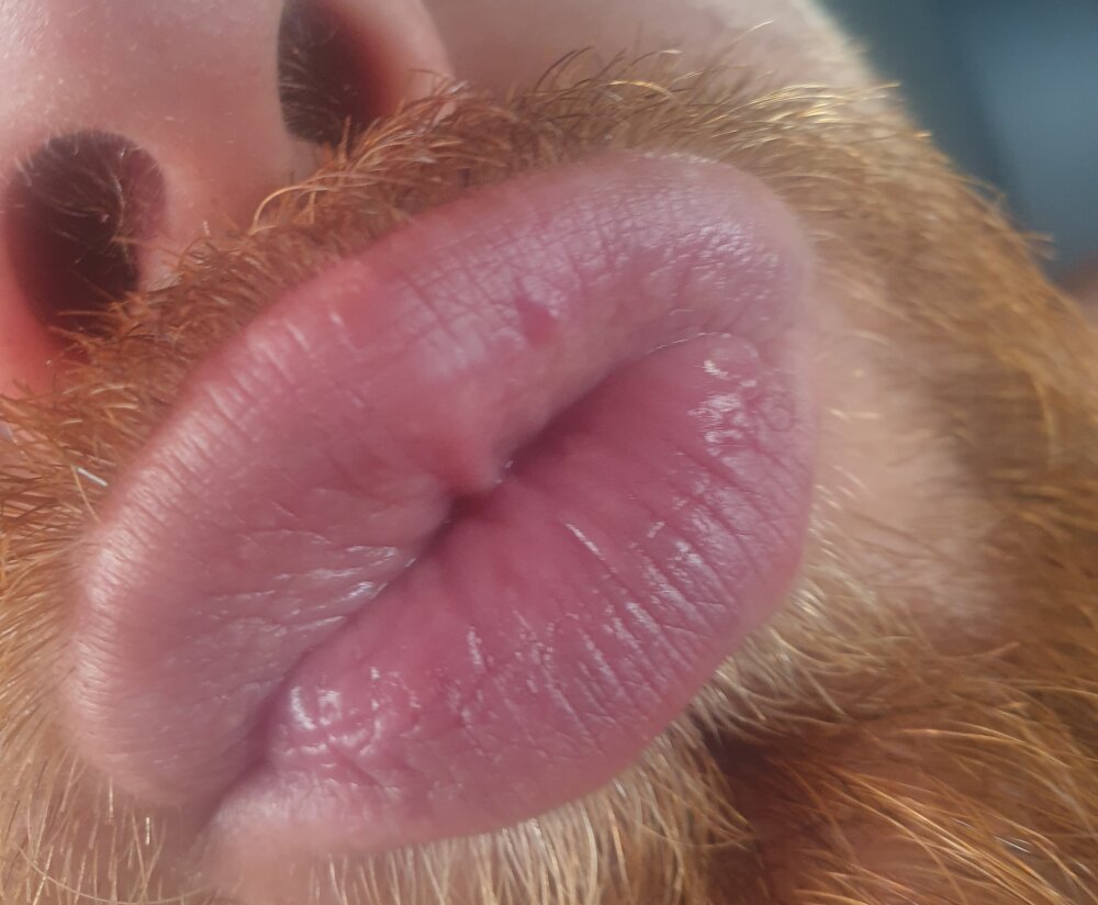 Calabreseporco Chatroom