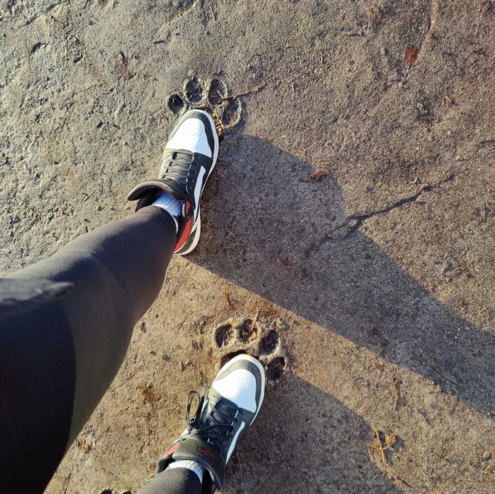 DarknightmareCat Chatroom