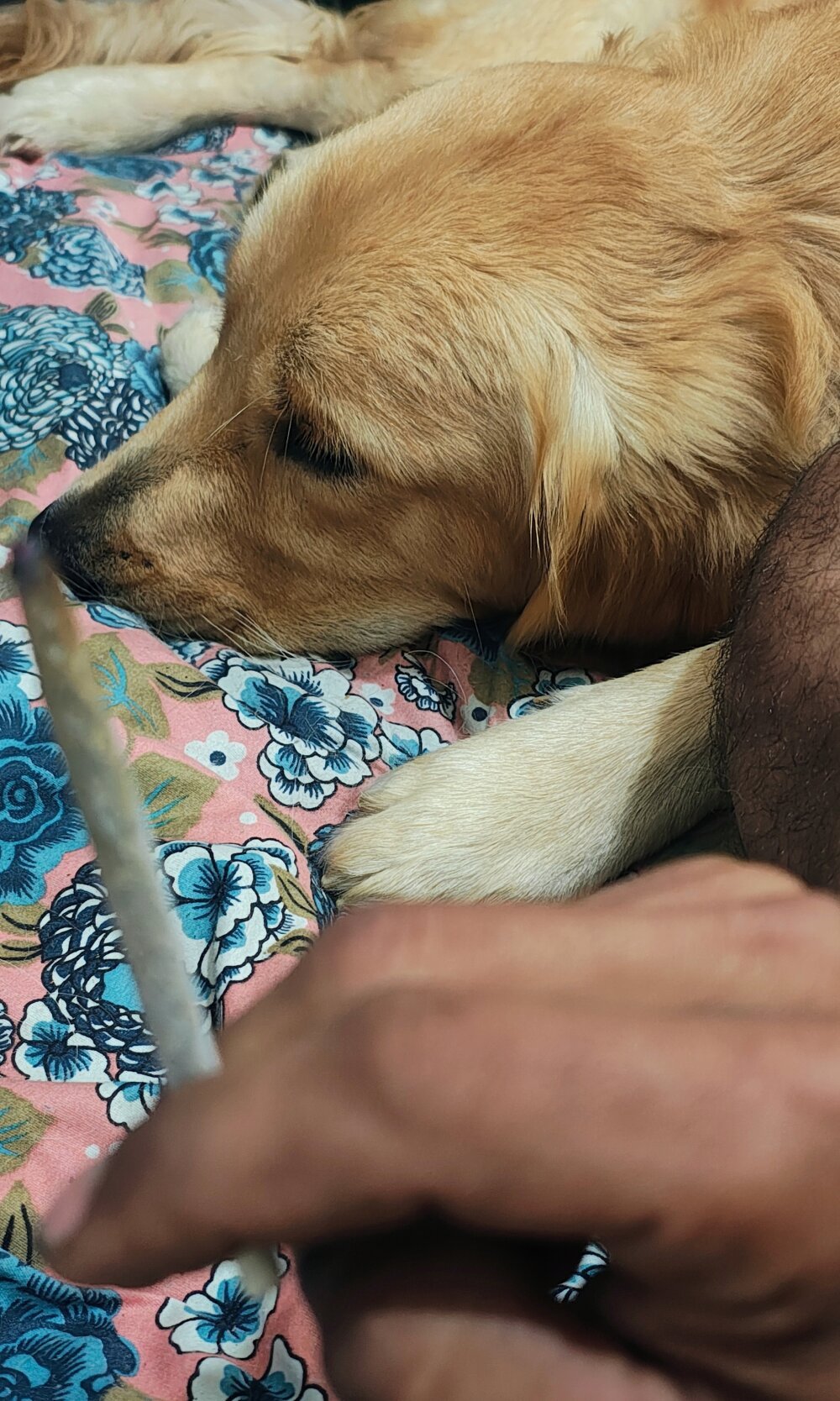 FireDance506 Chatroom