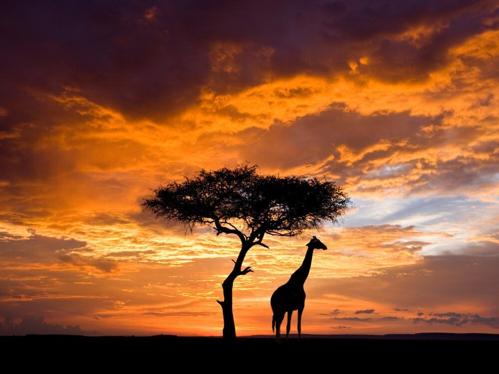 GarageGuy300 Chatroom