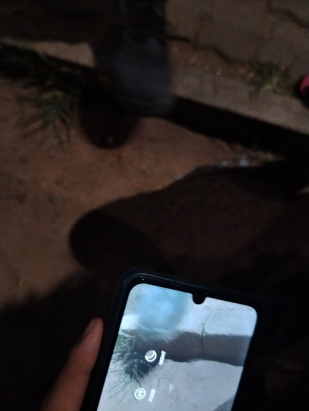 GoldenPastry20 Chatroom