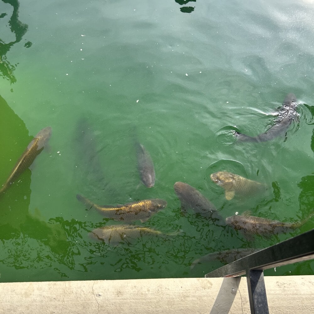 Greyshades50 Chatroom