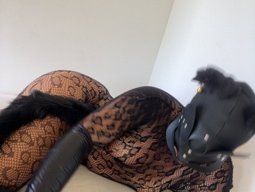 kittencarnivore