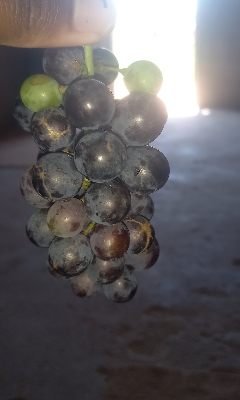 Milagrehope Chatroom