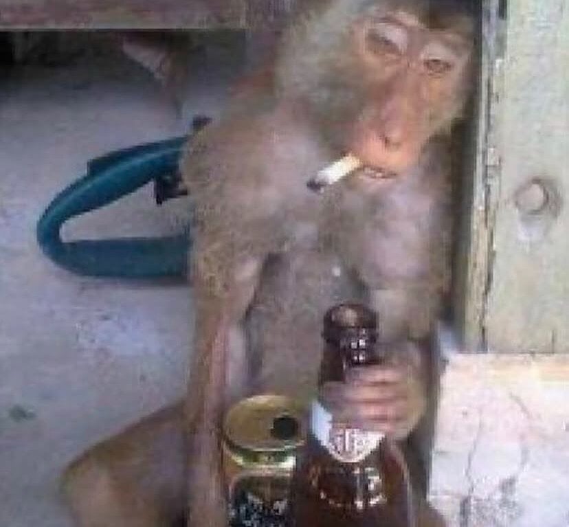 PAUBRASIL021 Chatroom