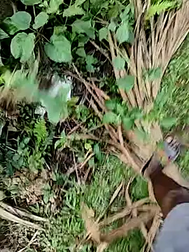 RainedNewyear Chatroom