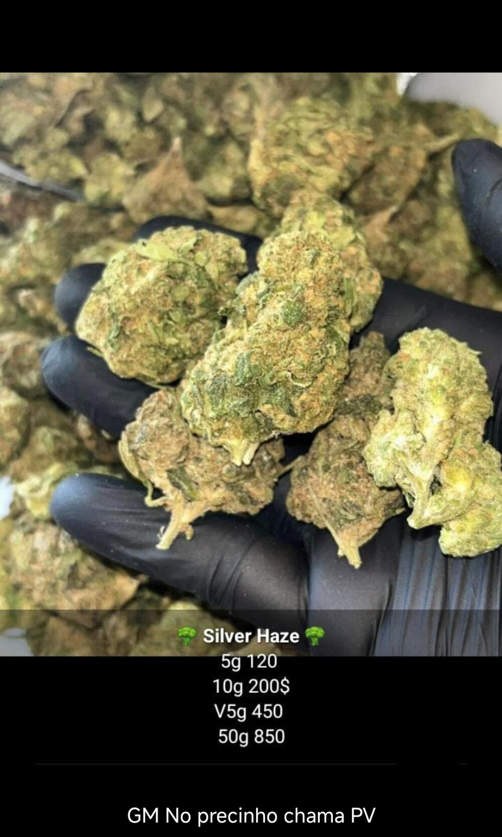 Silvabueno11 Chatroom