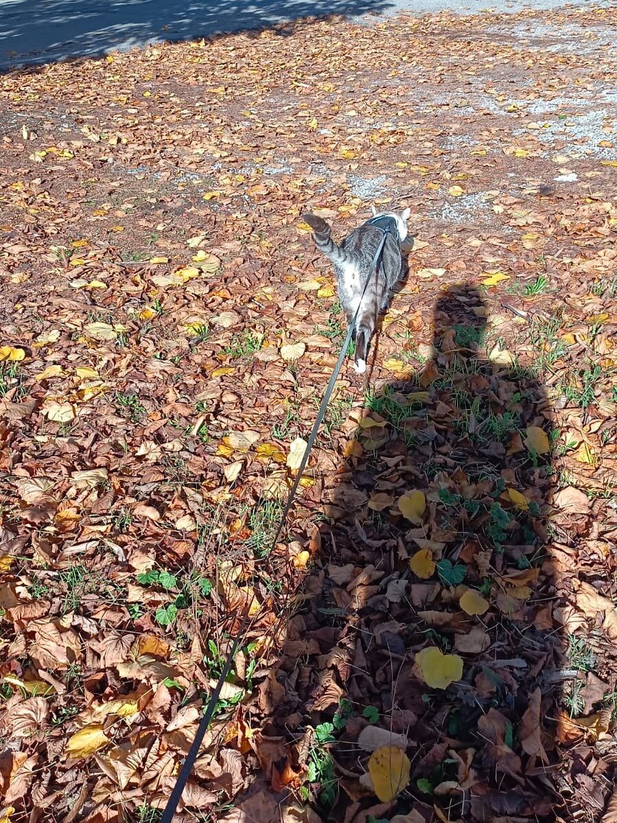 Youngboys30 Chatroom