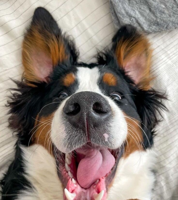 bigdickinyourmond Chatroom