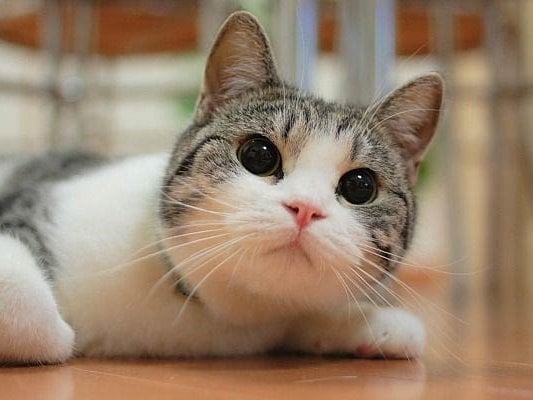 kazanova011 Chatroom