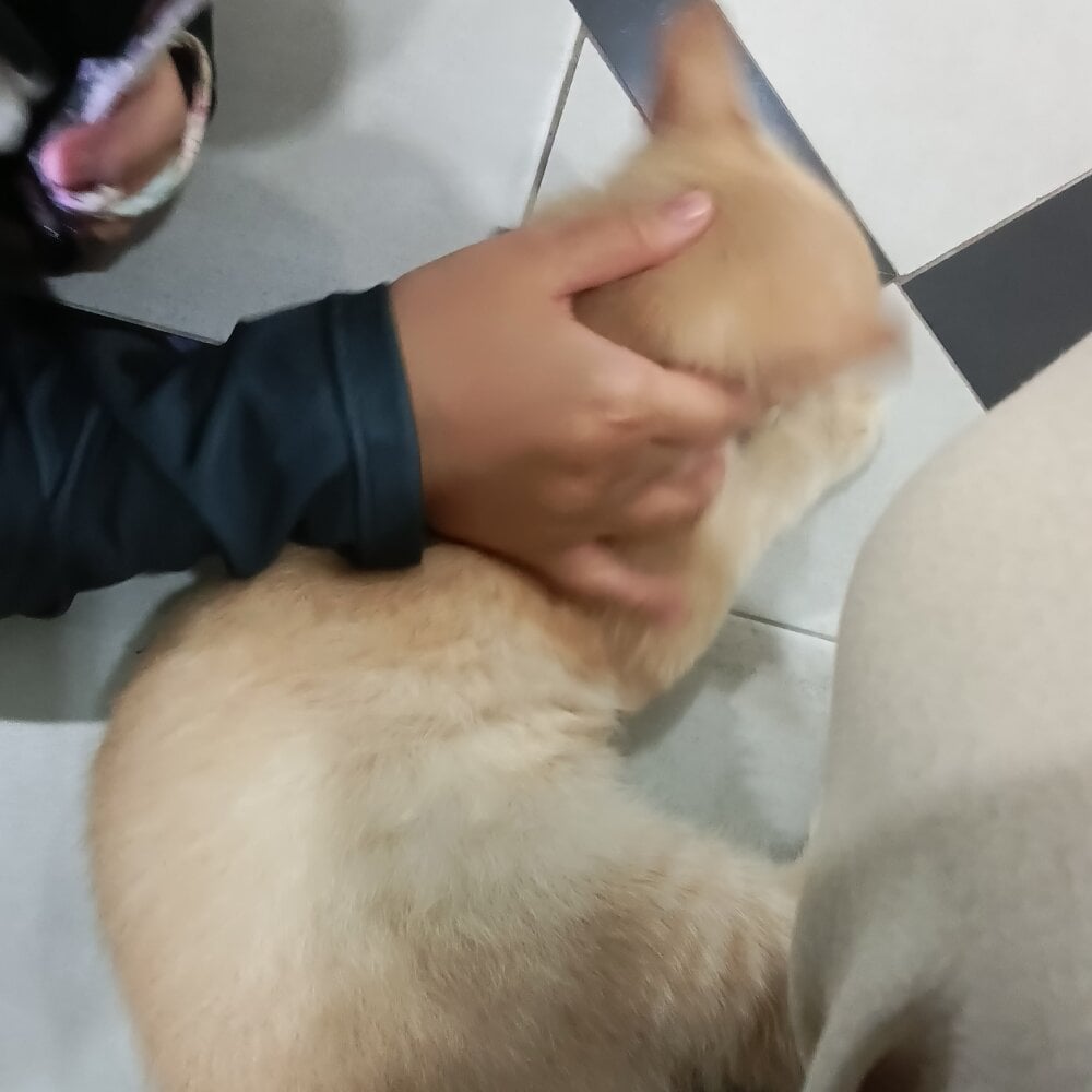 kittenShovel Chatroom