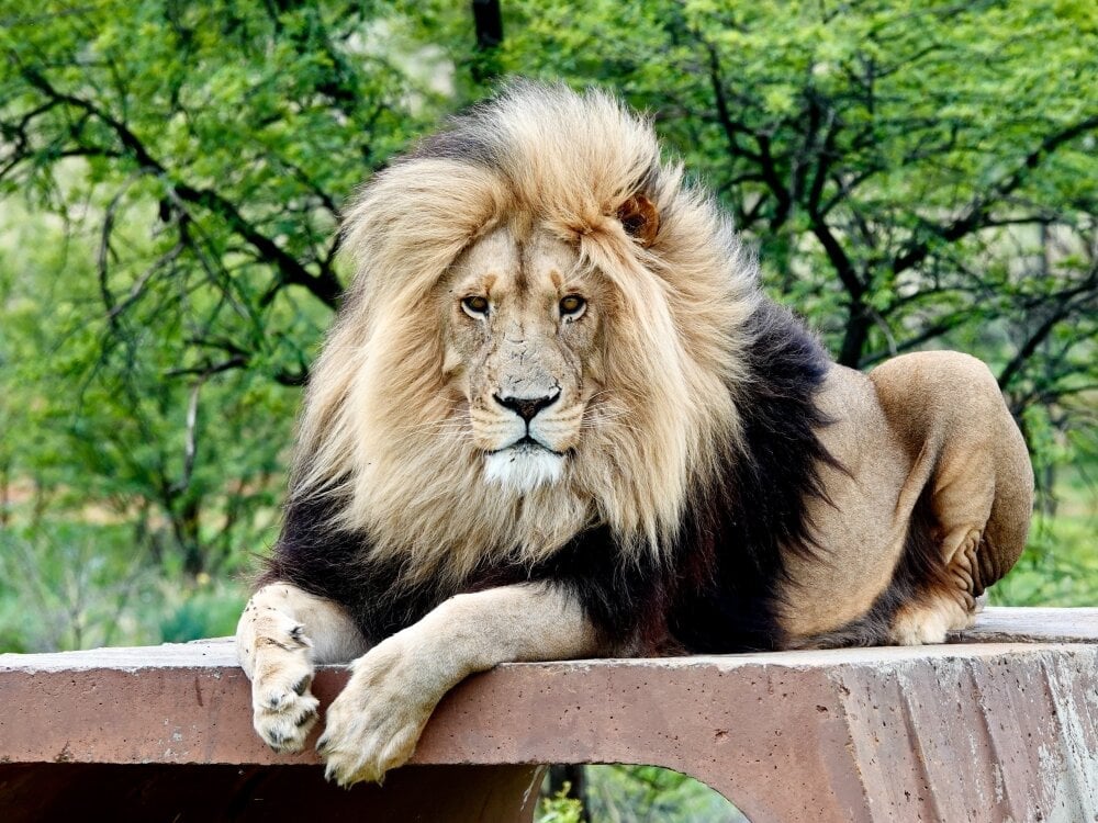 oildickturk Chatroom