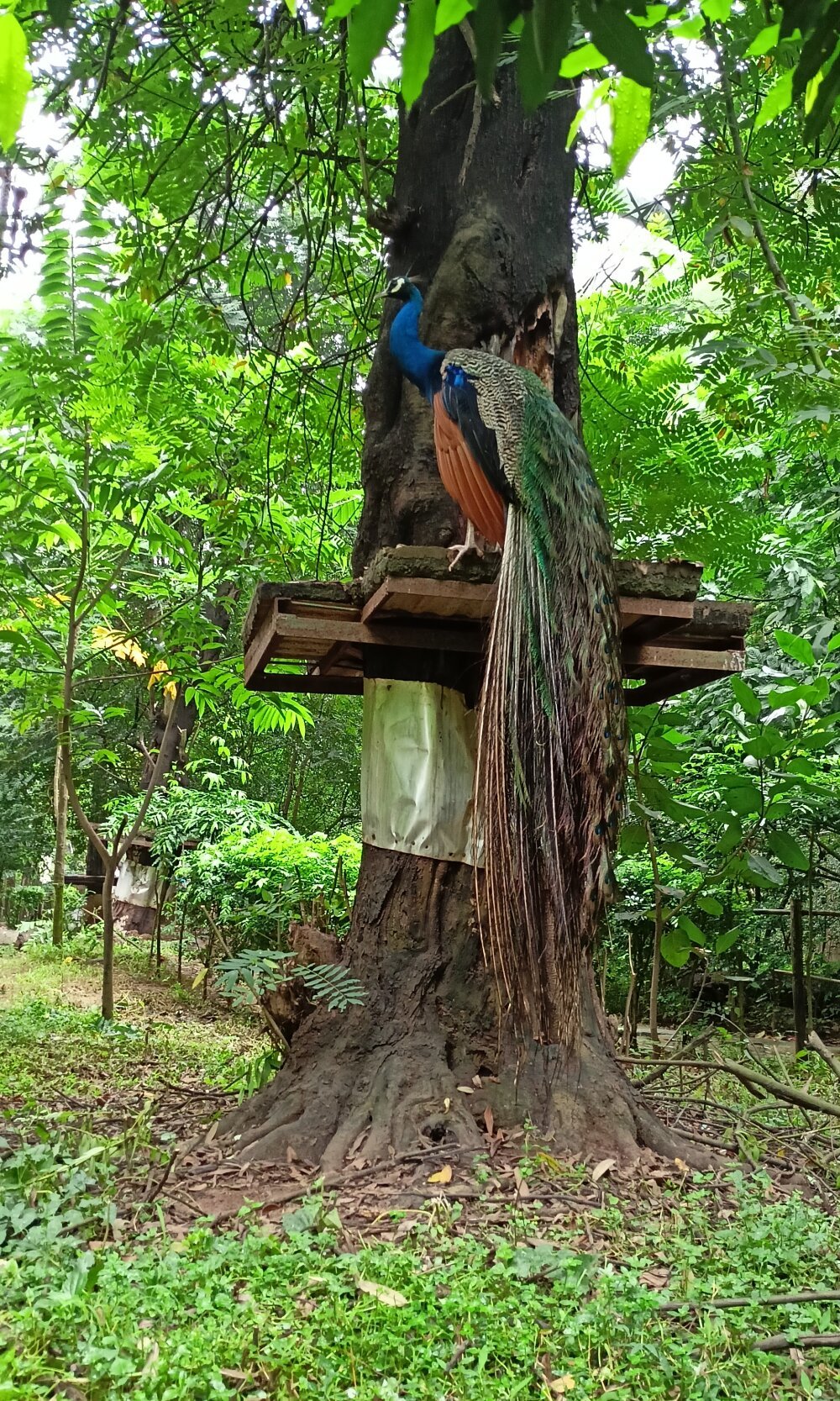 pujajiban112