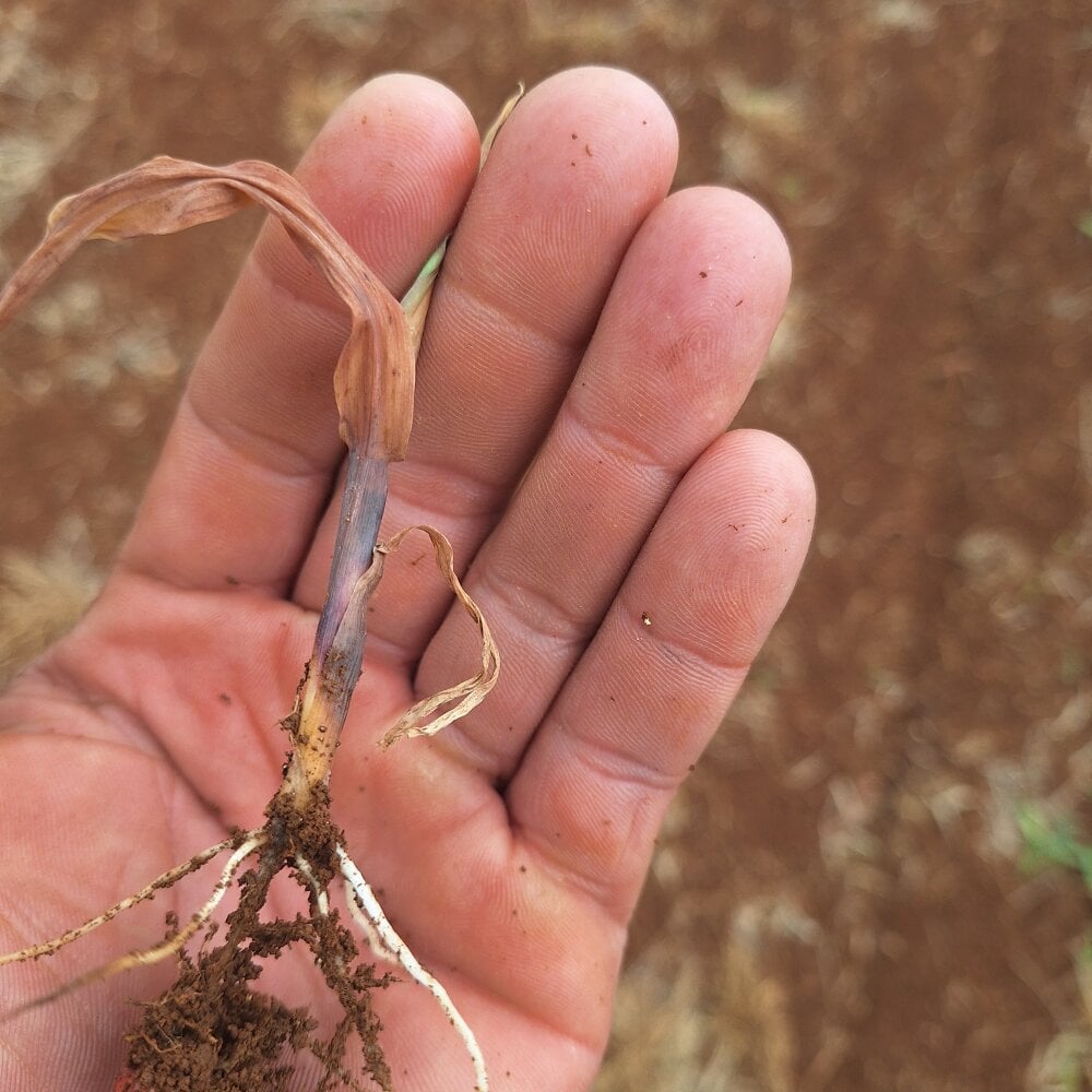 rodrigoga536489 Chatroom