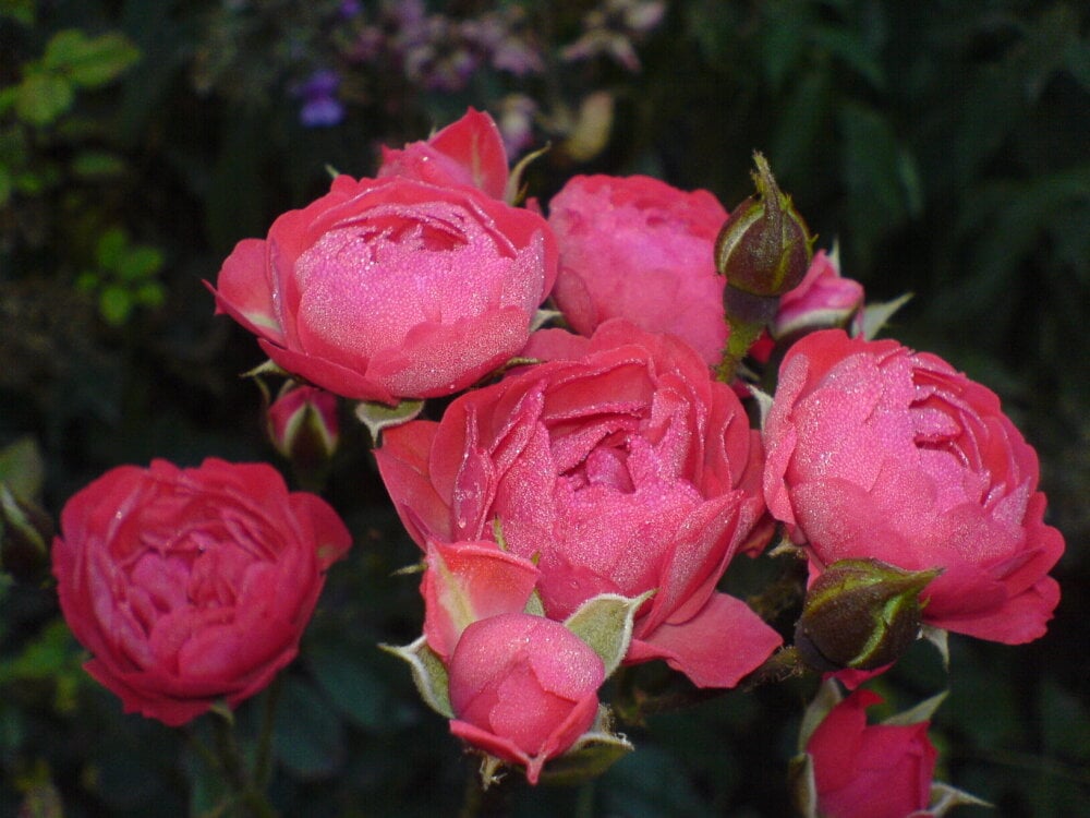 whitelion8787 Chatroom